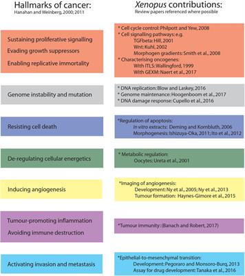 Xenopus Models of Cancer: Expanding the Oncologist’s Toolbox